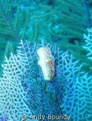 Flamingo Tongue Nudibranch (just like saying that!) on a ... by Andy Boundy 
